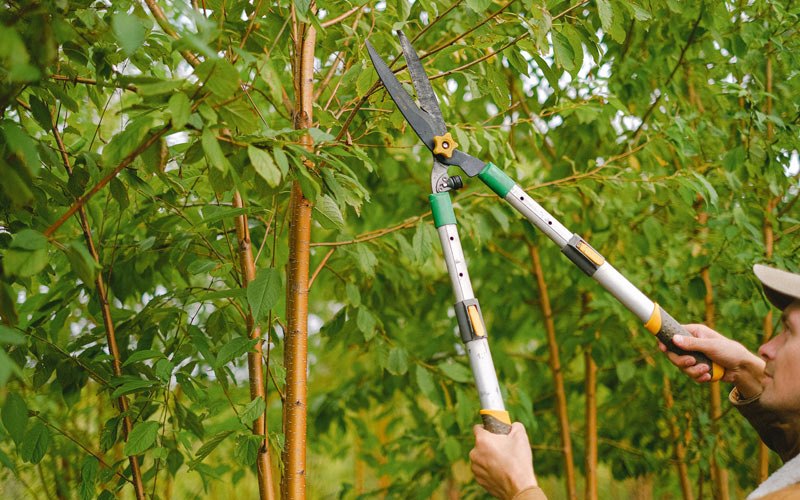 Tree trimming in Albion, IA
